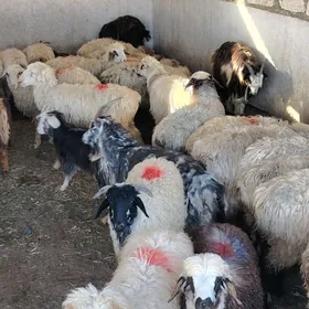 goyun geçi tokly çebiç