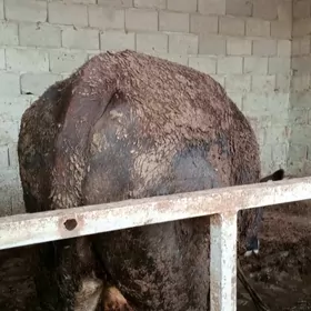 öküz sygyr tuwe 8 baş