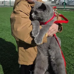 Pishik bar brazilskiy korotkos