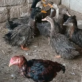 Ördek towuk jüje induk gus