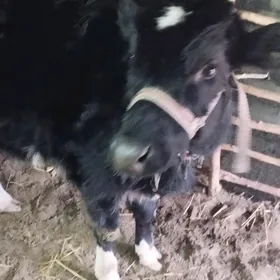 галиштейин качар