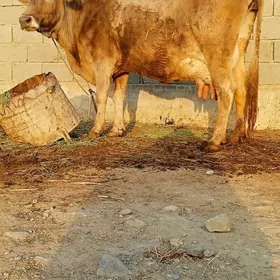 ŞİWES GOLELİ SYGYR