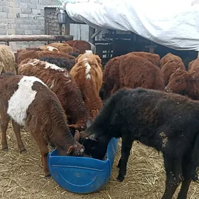 öküsçe tüwe öküz göle