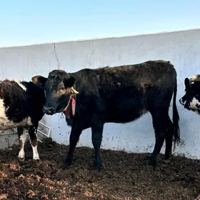 GARA CORNY PIÝOSTYR  TÜWE