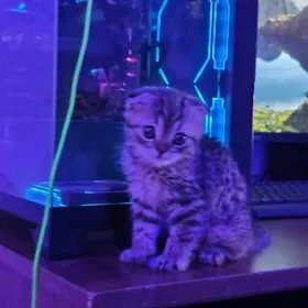 шатлански котик