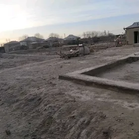 Murgp akgurban çonur genesligi