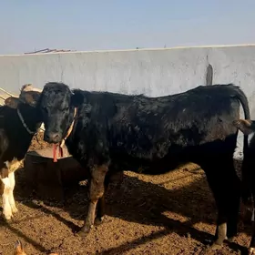 GARA ÇORNY PIÝOSTYR  TÜWE