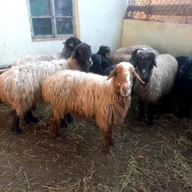 Bakylan Gysyr Goýun.Erkeçler