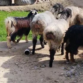 işşek goýun. geçi