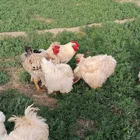 Towuk Troýka Gigant Parodahora