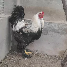 Paroda Towuk ýumurtga