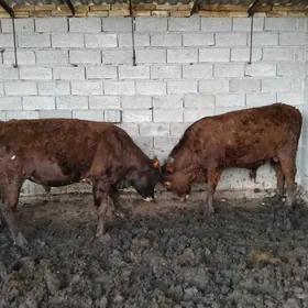 Bakylan Öküzler 2 sany