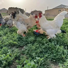 Towuk Troýka Gigant Parodahora