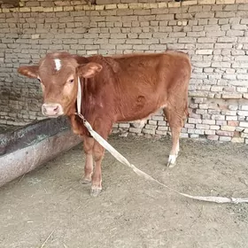 Goleli sygyr semental gole