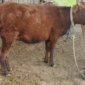 Göleli bogaz gulajyn