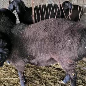 Gisar bakylan goýun