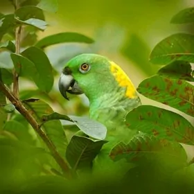 Arenda Buzmeyin gres