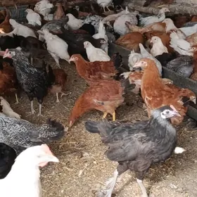 ТОВУК ЖУЙЖЕ