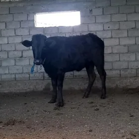 GARA ÇPRNY PIÝOSTYR TÜWE