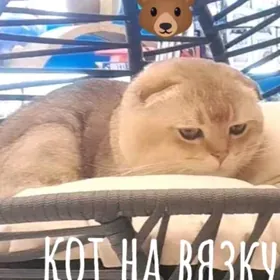 коты на вязку
