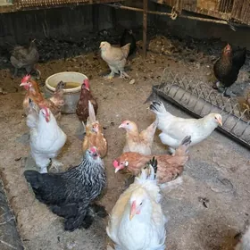 Towuk yumurtga inkubatr