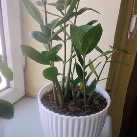 gül gul цветы öÿ gùli