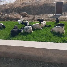 богаз. овлаклы .чевиш