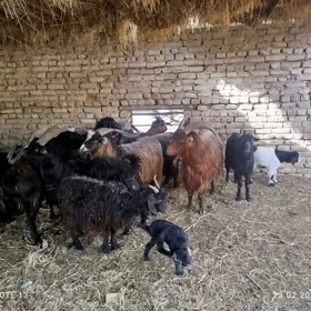 serke owlakly geci guzuly