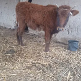 gacar bogaz 6 aylyk bogaz gaca