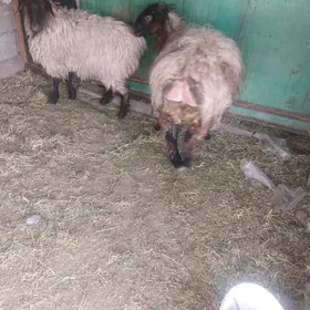 ишшек гойин