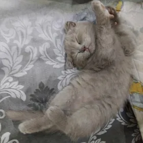 Шотландский веслоухо