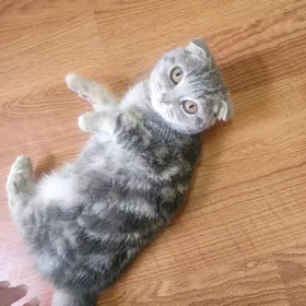 Шотландские котята девочка