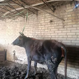 арасса шивет богаз унаджын