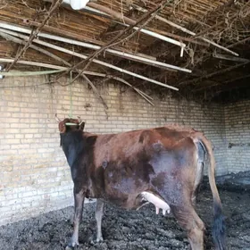 шивет голели сыгыр