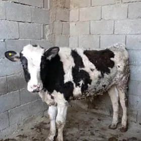 Arginal kelek okuzler