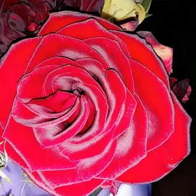 Mana gundelik uborka iş gerek