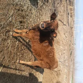 10 aýlyk tüwe 38mln