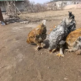 Брама товыкла хороз