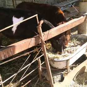 gòle tŭwe őkŭzçe