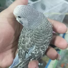 popugay попугаи