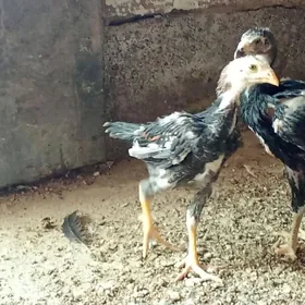 ташкент жуже