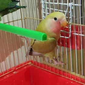 неразлучники попугай