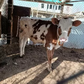 Simental okuzce Gole