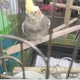 кареглазый попугай