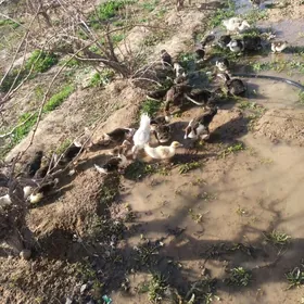 İndautga ordek juyje