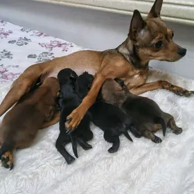 щенки Той терьера