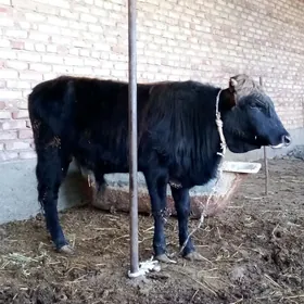 Öküz Şiwet 1 ýaş 1 aýlyk