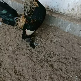 япончик хораз