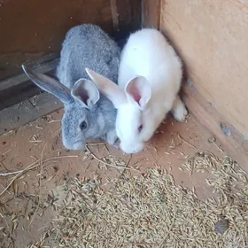 Товшан чага