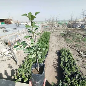 Bereskilet вечный зеленый